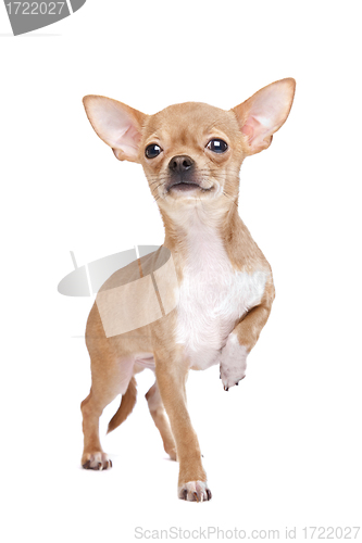 Image of Miniature Chihuahua