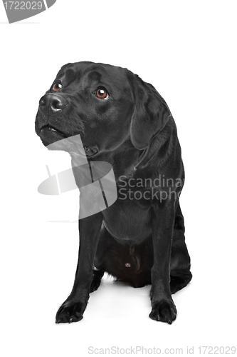 Image of Black Labrador