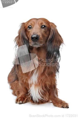 Image of Dachshund