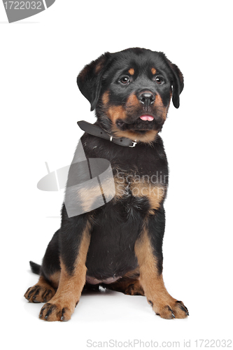 Image of rottweiler puppy