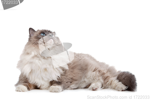 Image of Ragdoll cat