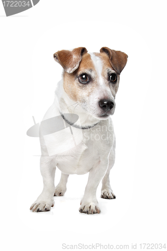 Image of Jack Russel Terrier