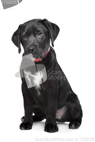 Image of Black Labrador puppy