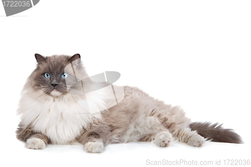 Image of Ragdoll cat