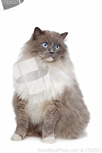 Image of Ragdoll cat