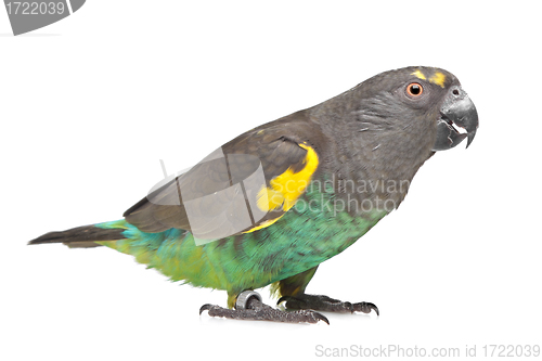 Image of Meyer Parrot