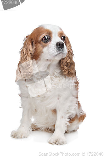 Image of Cavalier King Charles Spaniel