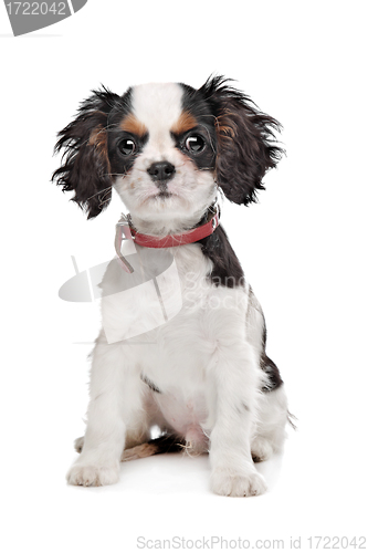 Image of Cavalier King Charles Spaniel