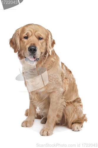 Image of Golden Retriever