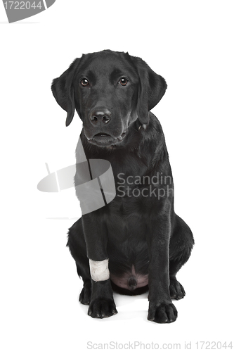Image of Black Labrador puppy