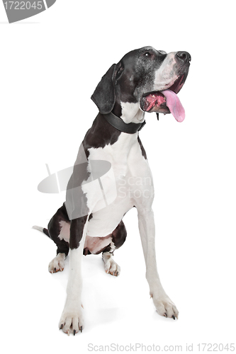 Image of great dane