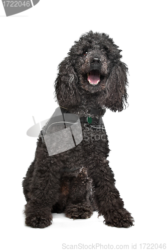 Image of Black Poodle