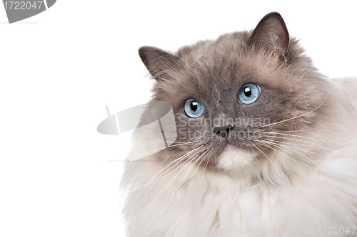 Image of Ragdoll cat