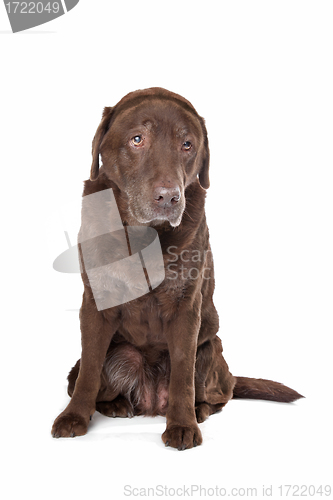 Image of Old sad chocolate Labrador