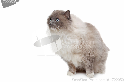 Image of Ragdoll cat