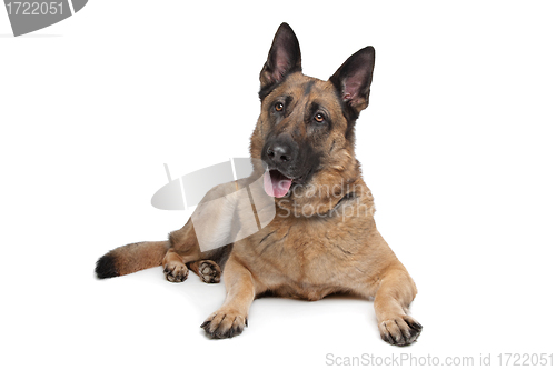 Image of German Shepherd