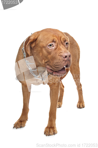 Image of Dogue de Bordeaux