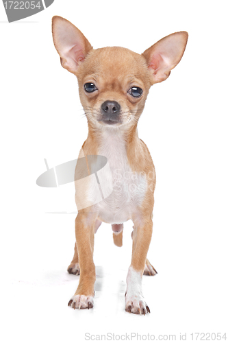 Image of Miniature Chihuahua