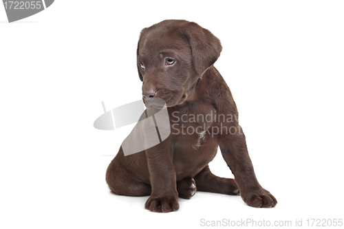Image of Chocolate Labrador puppy