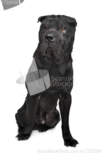 Image of Black shar-Pei