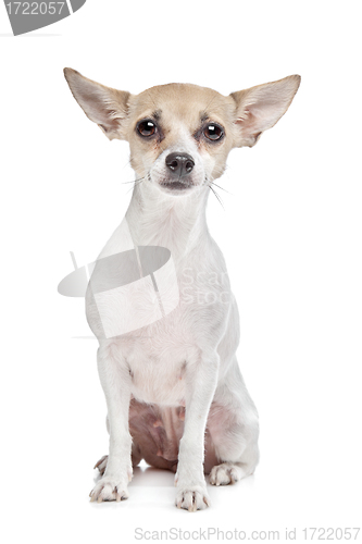 Image of short haired chihuahua puppy
