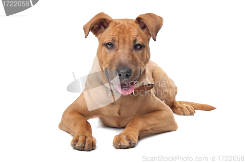 Image of mixed breed dog