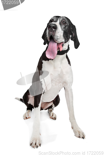 Image of great dane
