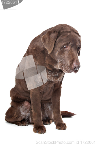 Image of Old sad chocolate Labrador