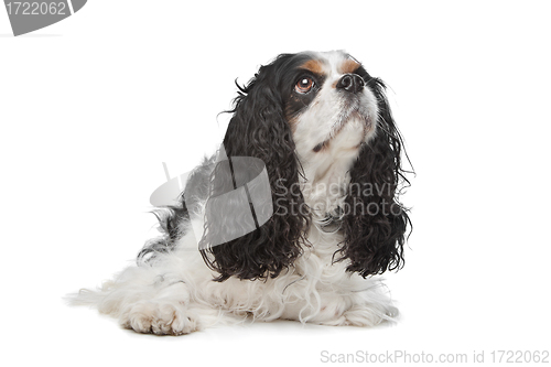 Image of Cavalier King Charles Spaniel