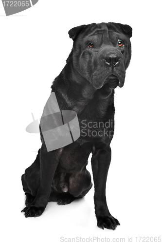 Image of Black shar-Pei