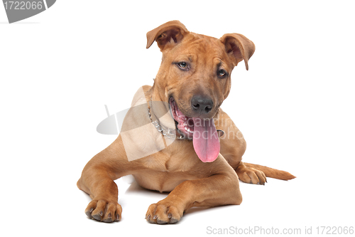 Image of mixed breed dog