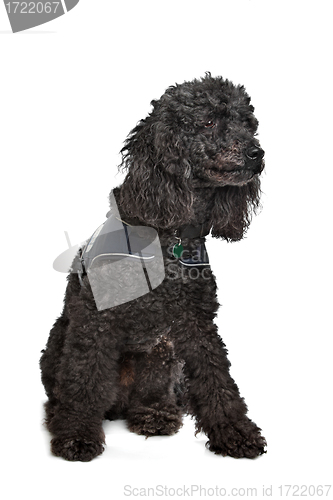Image of Black Poodle