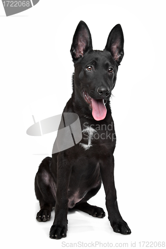 Image of Black German Shepherd puppy