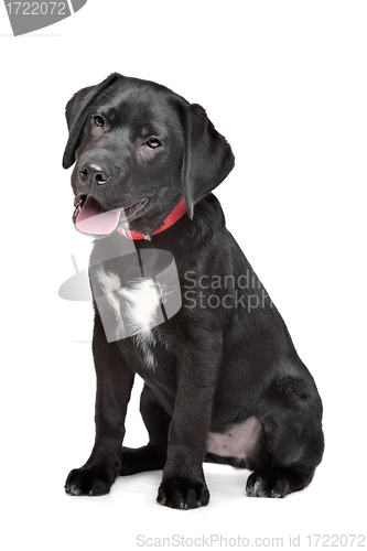 Image of Black Labrador puppy