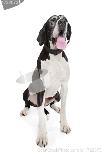 Image of great dane