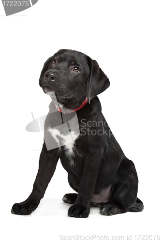 Image of Black Labrador puppy