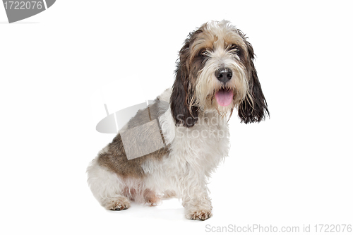 Image of Basset Griffon Vendeen