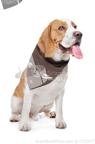 Image of Beagle