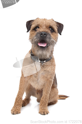 Image of Border Terrier
