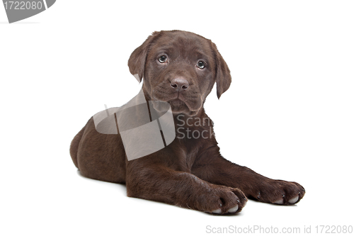 Image of Chocolate Labrador puppy