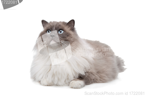Image of Ragdoll cat