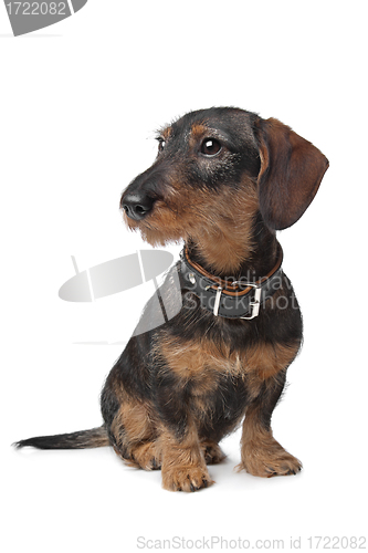 Image of wire haired miniature Dachshund