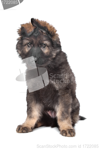 Image of Shepherd puppy