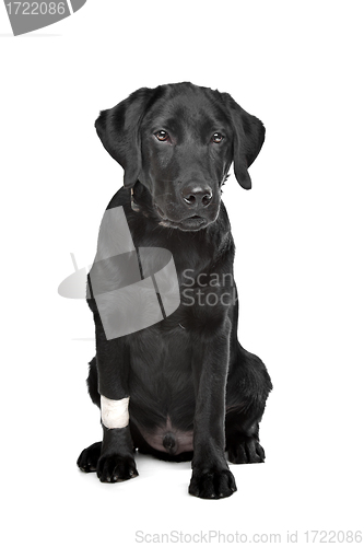 Image of Black Labrador puppy