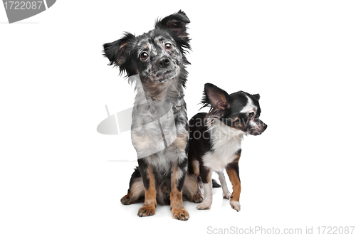 Image of Two Chihuahua dogs