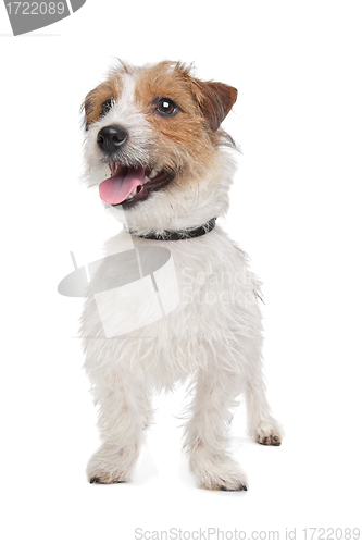 Image of Jack Russel Terrier