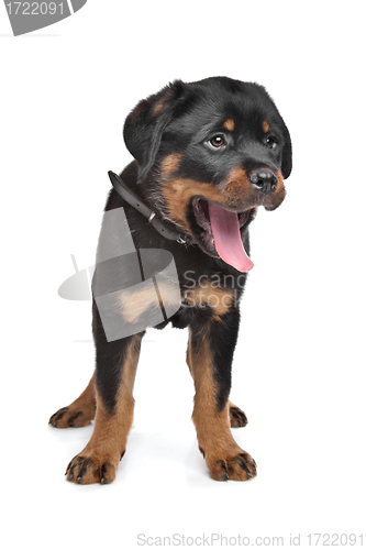 Image of rottweiler puppy