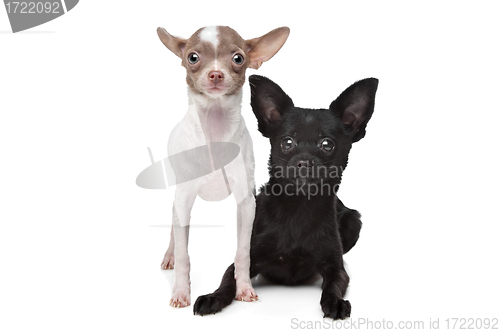 Image of Two Chihuahuas