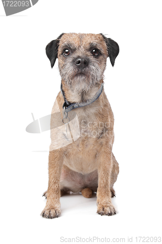 Image of Border Terrier