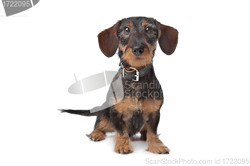 Image of wire haired miniature Dachshund